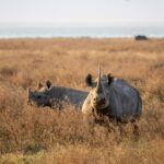 Rhino Notching in Akagera National Park 