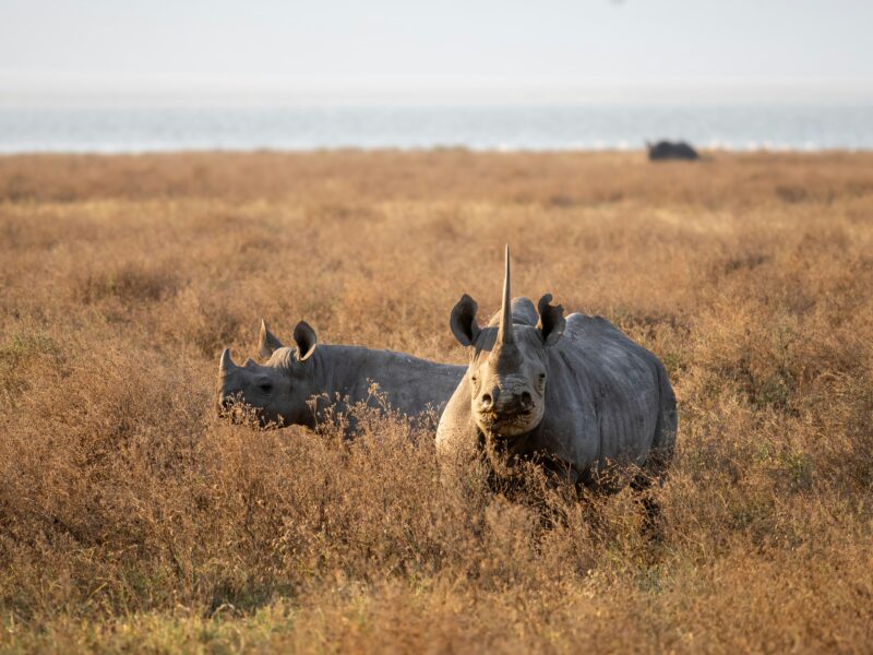 Rhino Notching in Akagera National Park 