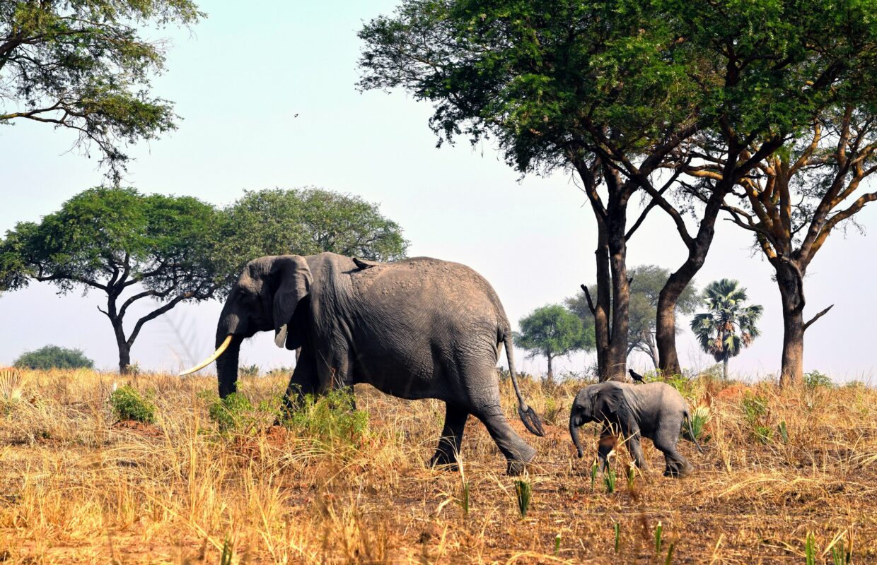 Akagera National Park