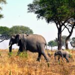 Akagera National Park