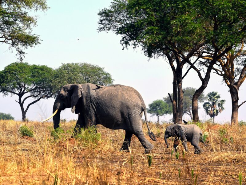 Akagera National Park