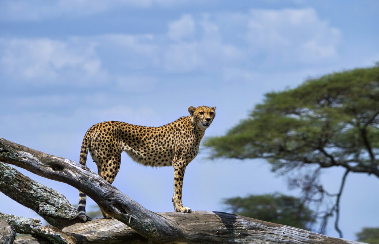Wildlife in Mgahinga National Park
