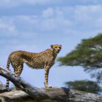 Wildlife in Mgahinga National Park