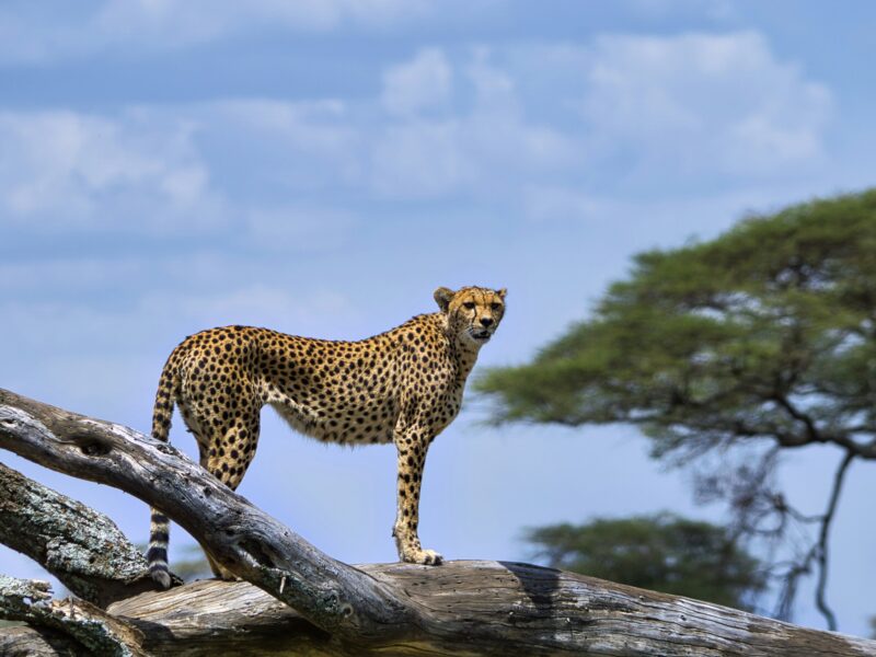 Wildlife in Mgahinga National Park