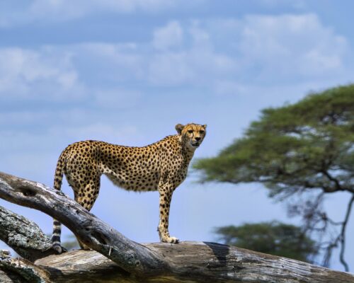 Wildlife in Mgahinga National Park