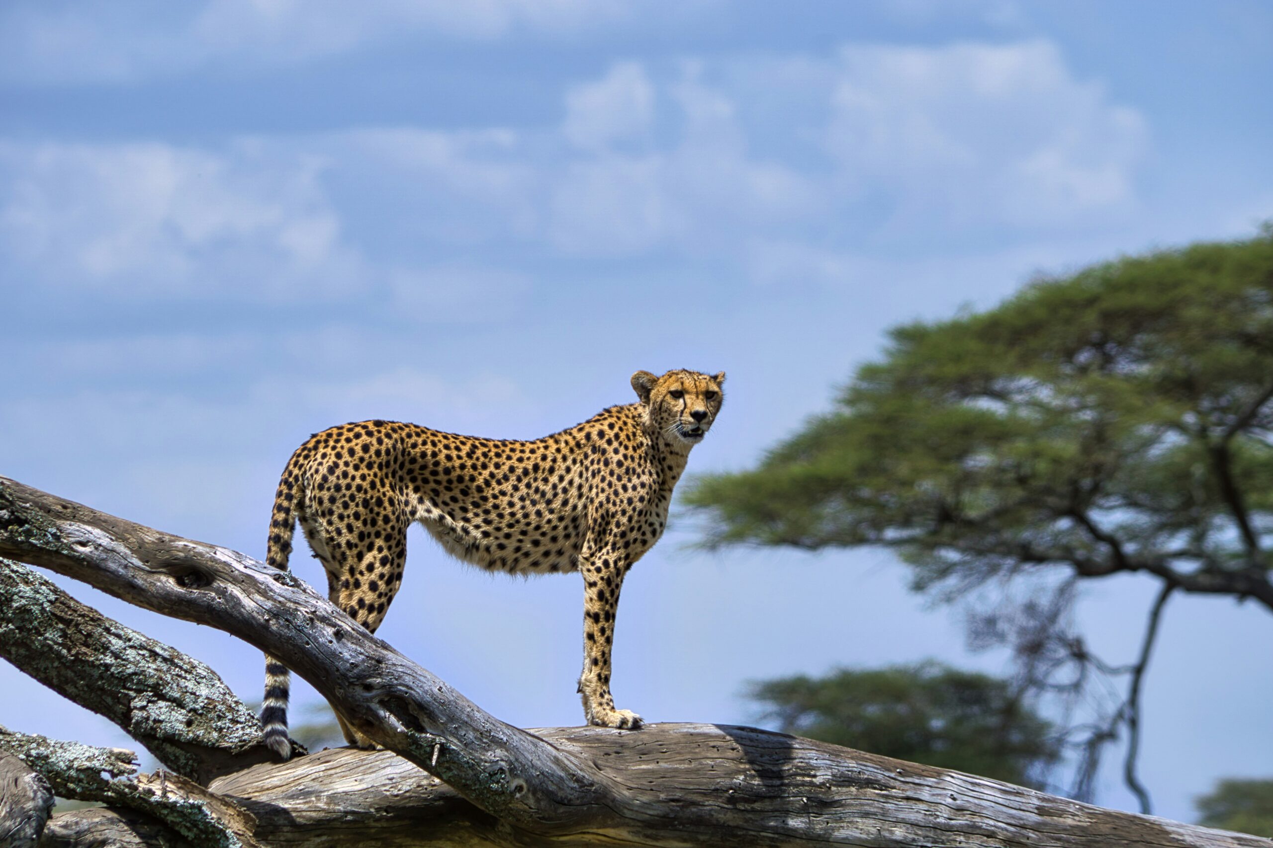 Big Game Drives Safaris