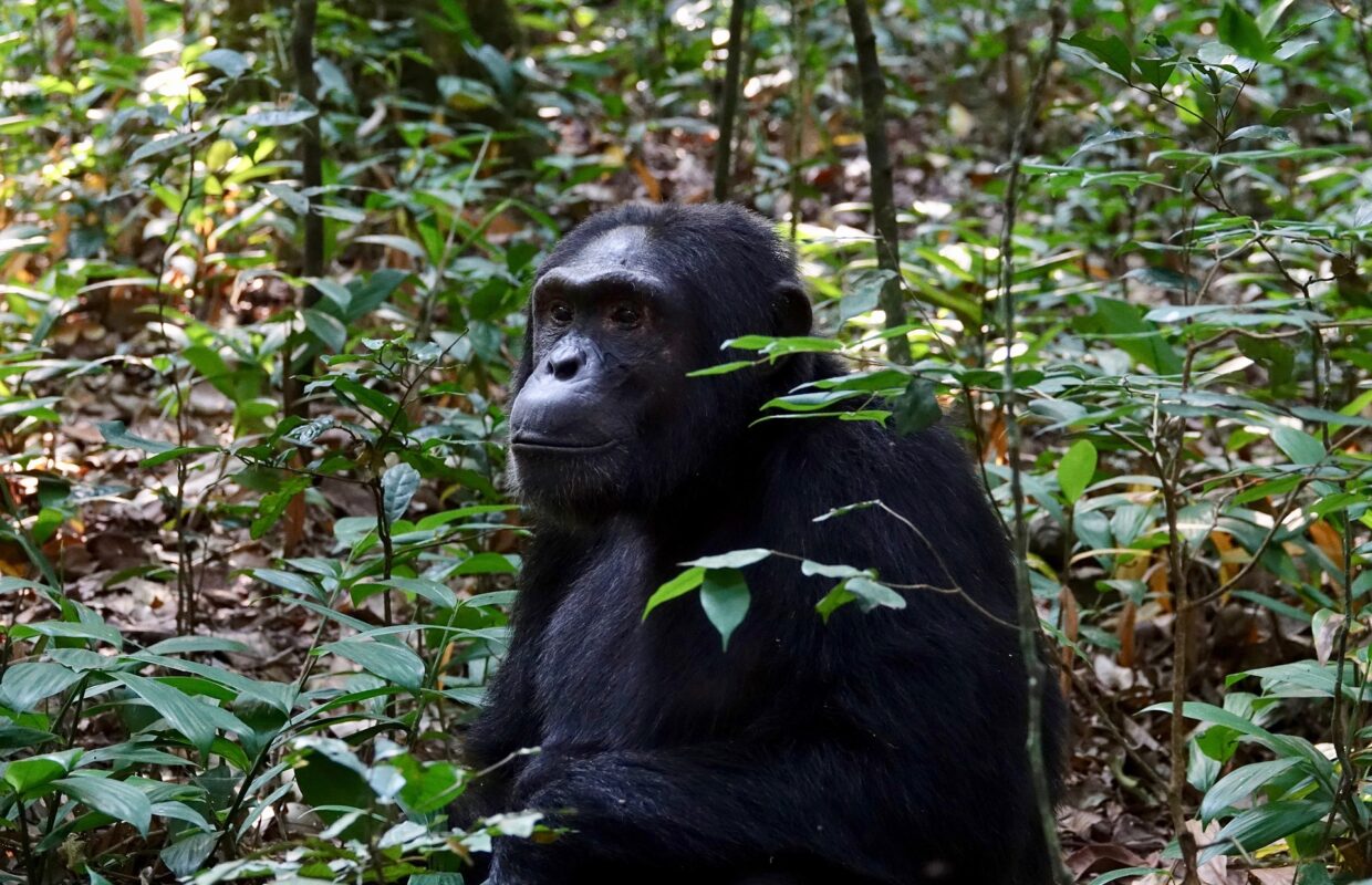 Nyungwe National Park in Rwanda