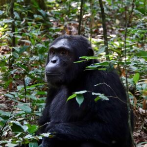 Nyungwe National Park in Rwanda