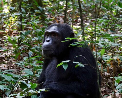 Nyungwe National Park in Rwanda