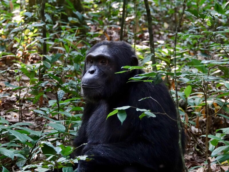 Nyungwe National Park in Rwanda