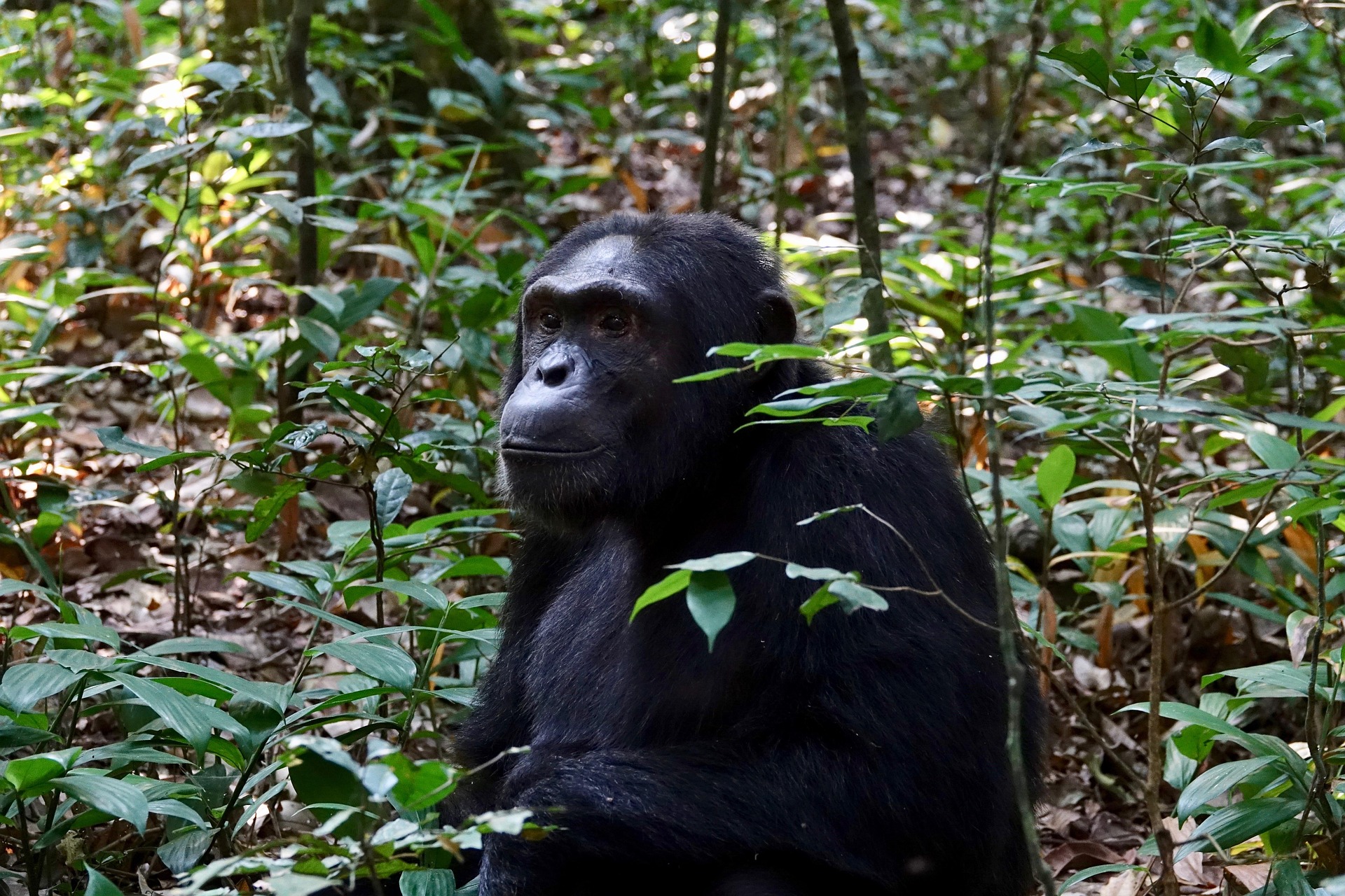 Chimpanzee Trekking Safaris