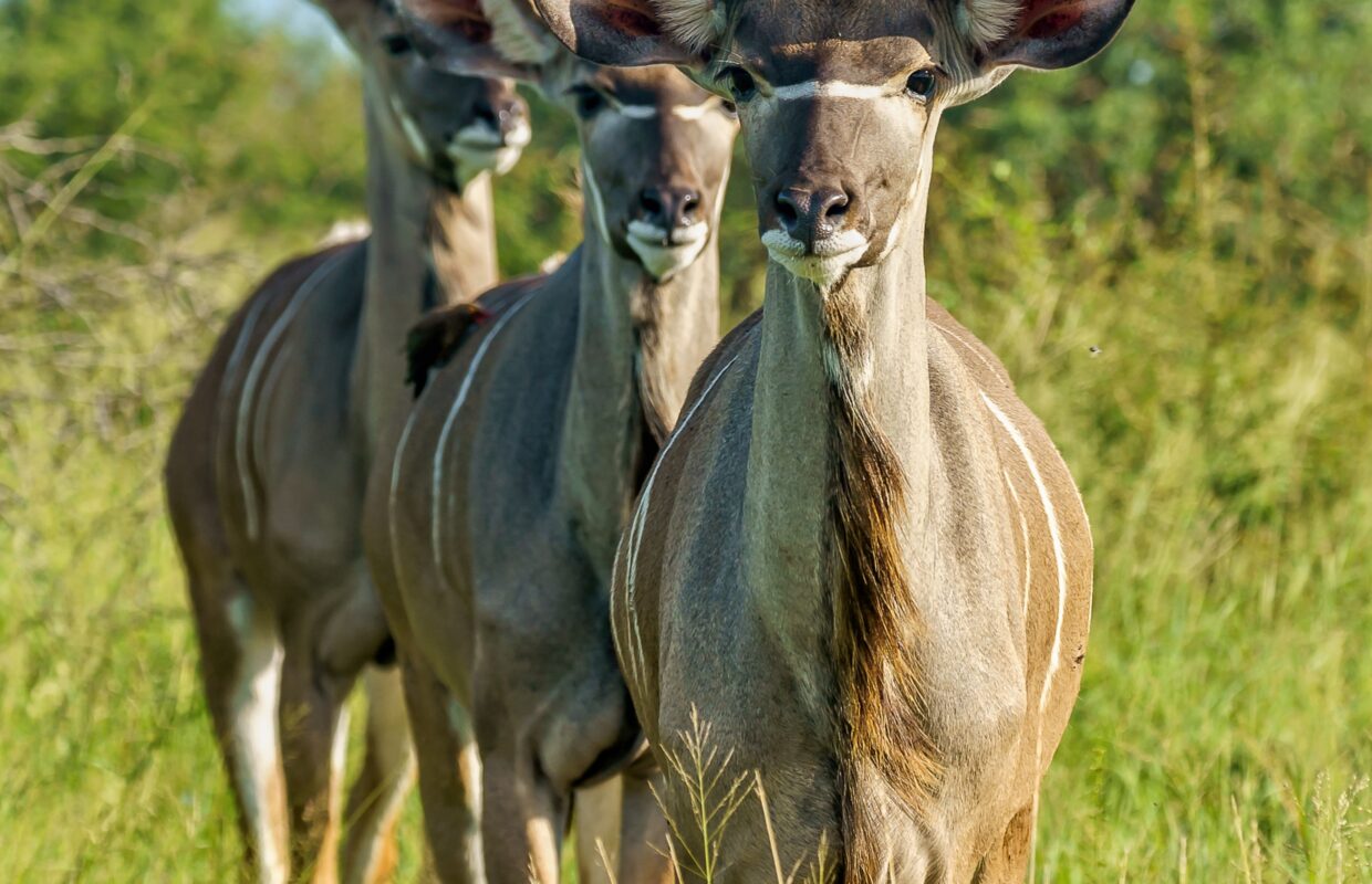 Kasenyi Plain Kobs