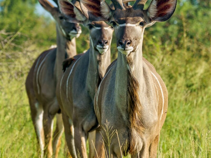 Kasenyi Plain Kobs