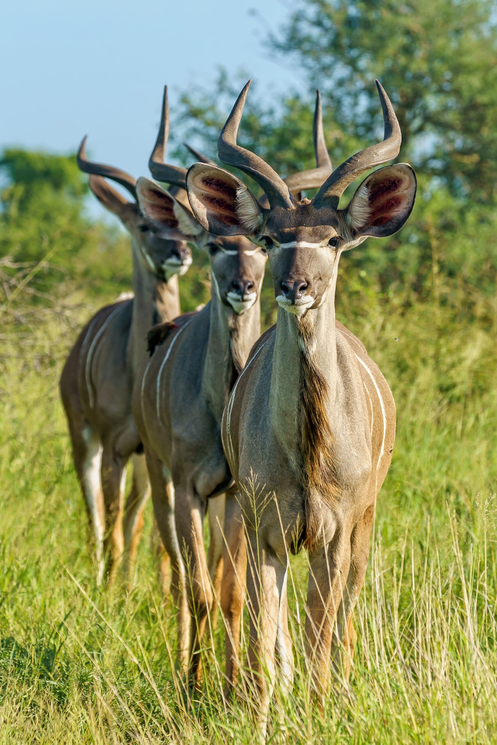 Selous Game Reserve
