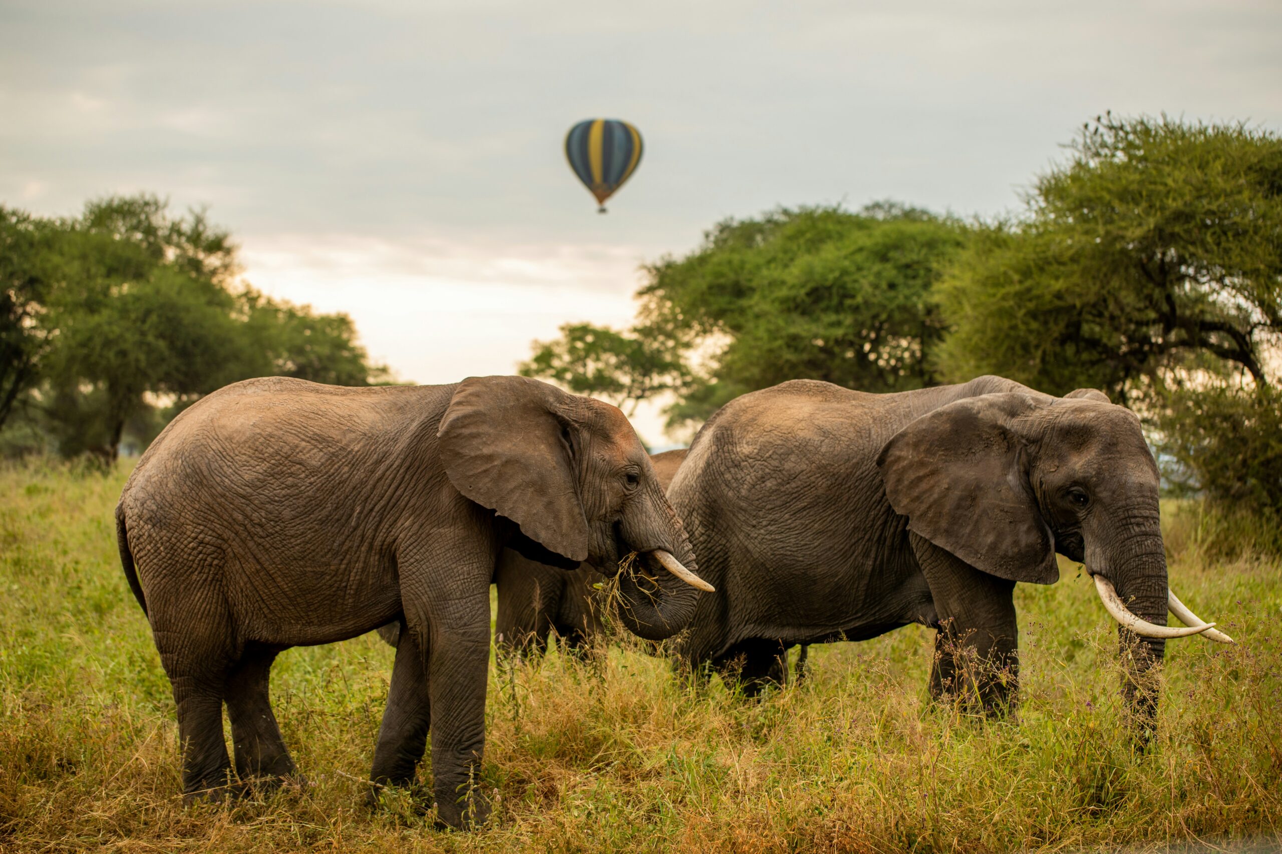 Hot Air Balloon Ride Safaris