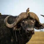 Why Lake Mburo National Park Has No Elephants