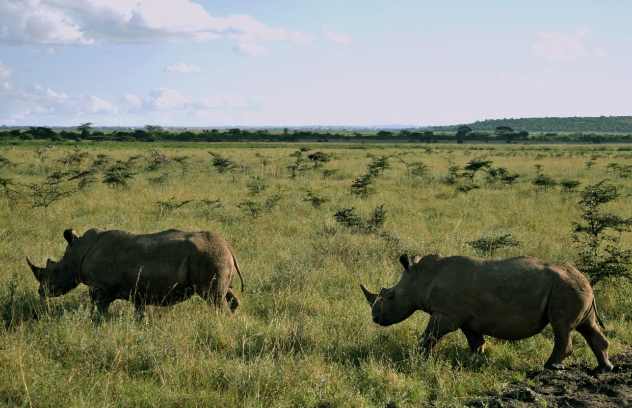 Rhino Notching in Ziwa