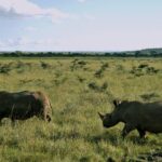 Rhino Notching in Ziwa
