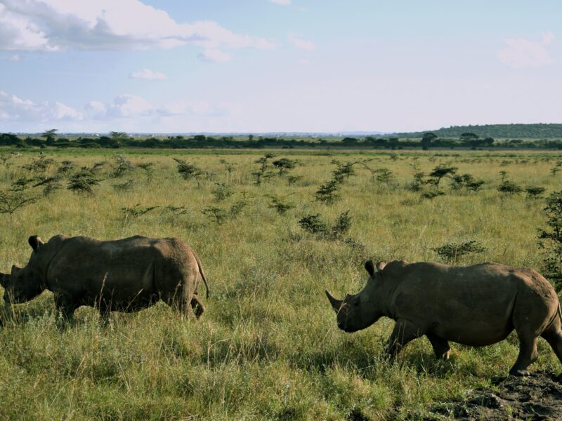 Rhino Notching in Ziwa