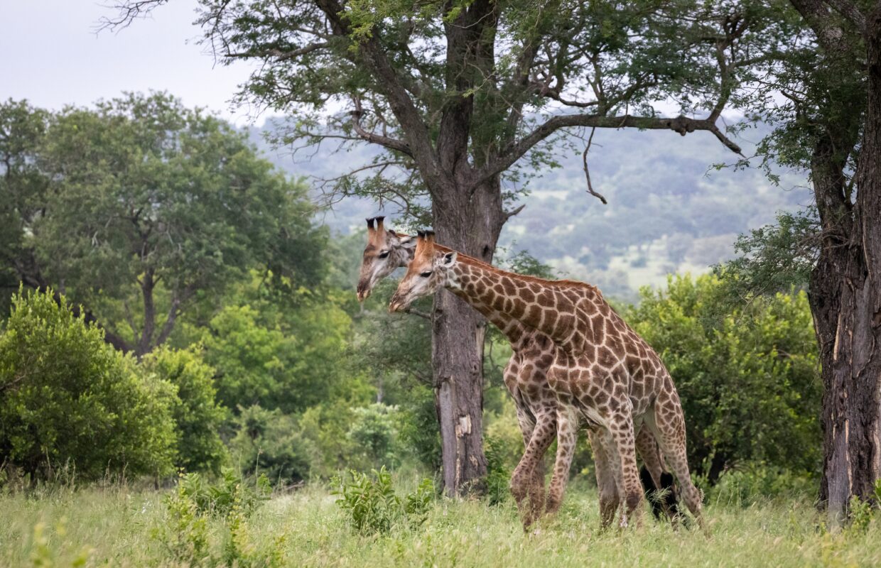 Giraffes in Kidepo Valley National Park