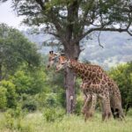 Giraffes in Kidepo Valley National Park