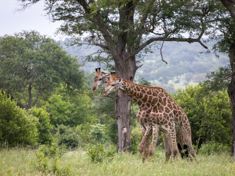 Giraffes in Kidepo Valley National Park