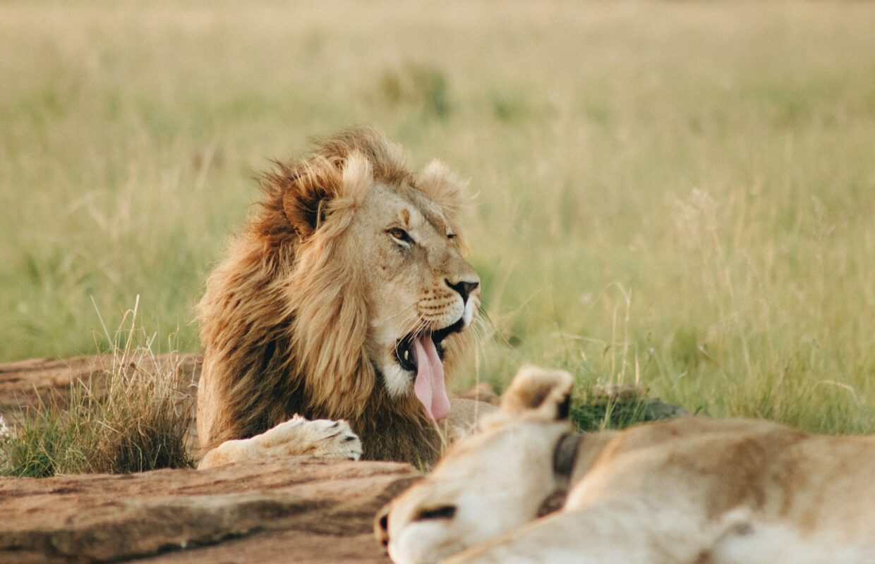 Pakuba Airstrip Lions in Murchison Falls National Park