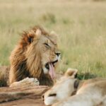 Pakuba Airstrip Lions in Murchison Falls National Park