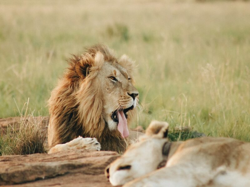 Pakuba Airstrip Lions in Murchison Falls National Park