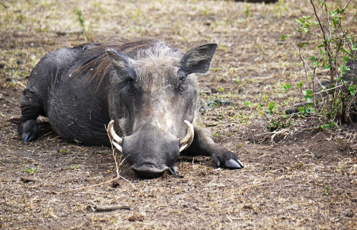 Lake Mburo National Park