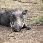 Lake Mburo National Park