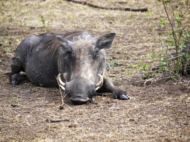 Lake Mburo National Park