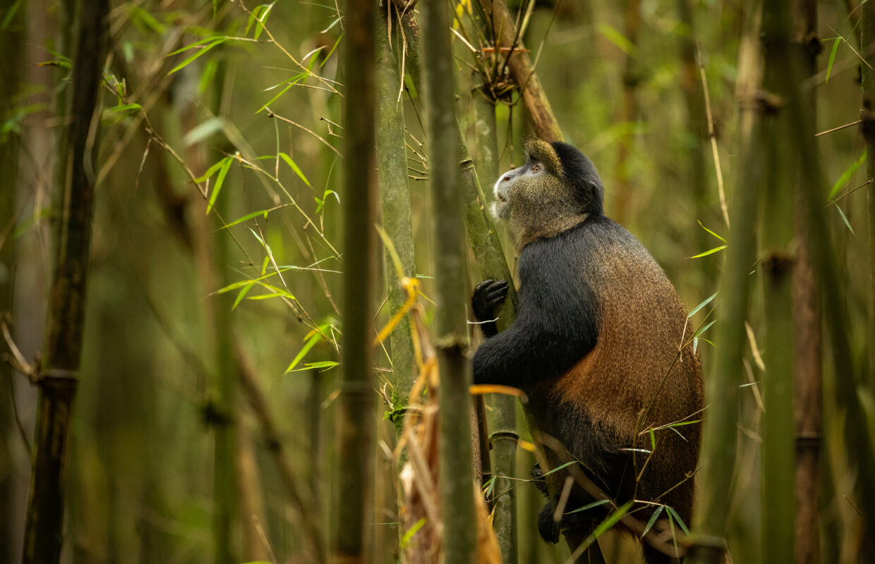 Rwonyo Rest Camp Monkeys in Lake Mburo National Park