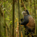 Rwonyo Rest Camp Monkeys in Lake Mburo National Park