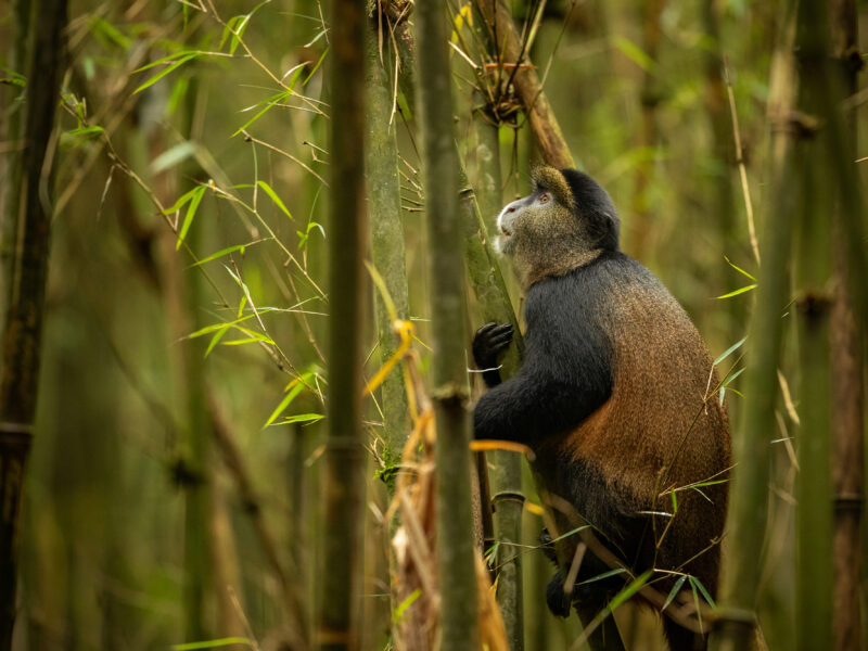 Rwonyo Rest Camp Monkeys in Lake Mburo National Park