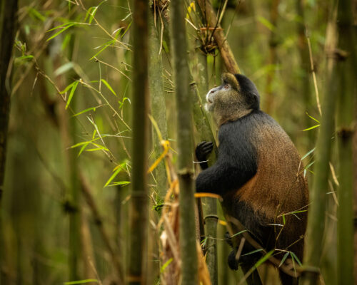 Rwonyo Rest Camp Monkeys in Lake Mburo National Park