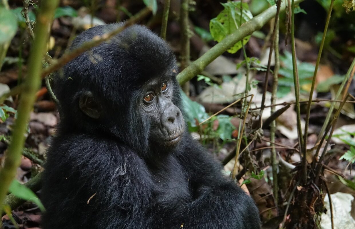 Rainy Season Gorillas in Bwindi