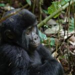 Rainy Season Gorillas in Bwindi
