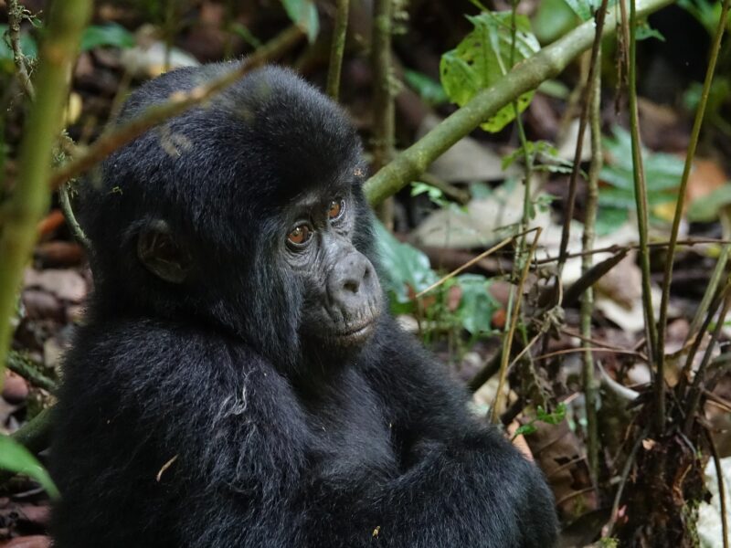 Rainy Season Gorillas in Bwindi