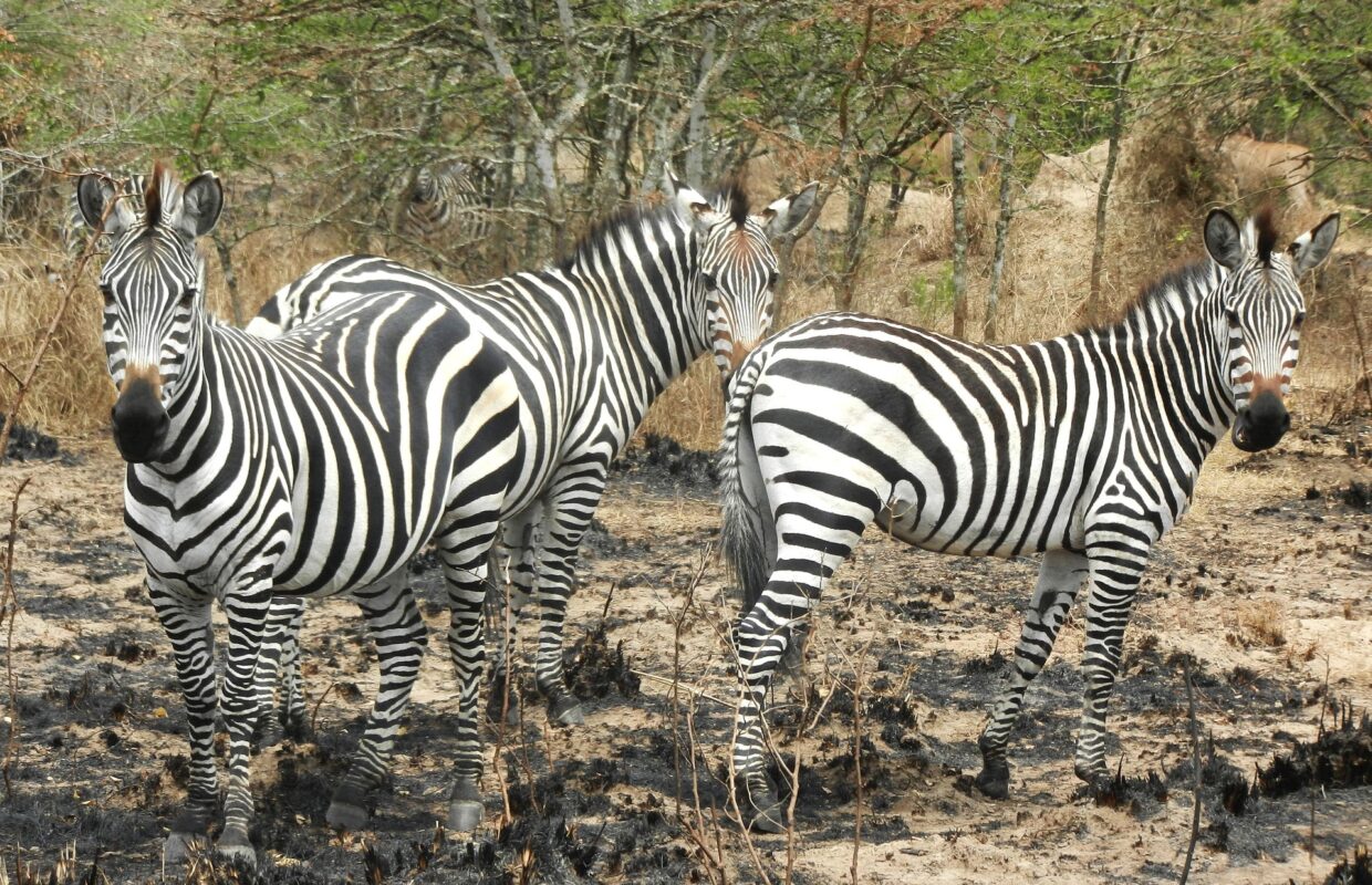 Lake Mburo National Park