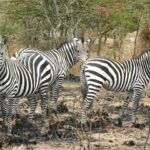 Lake Mburo National Park