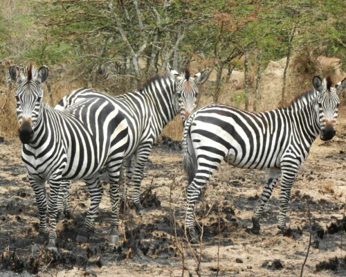 Lake Mburo National Park