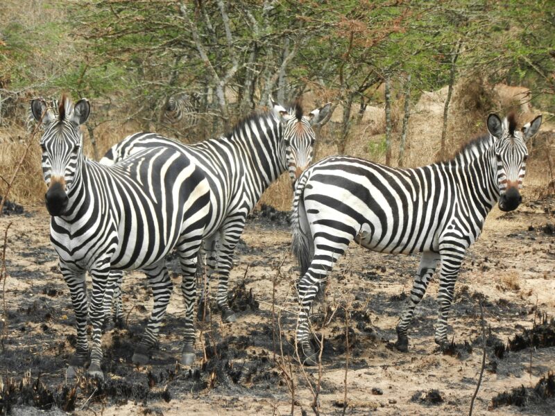 Lake Mburo National Park