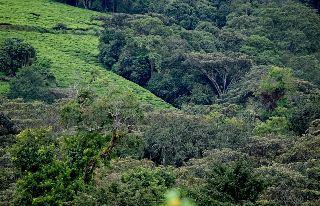 Top of the Falls Hike in Murchison Falls National Park