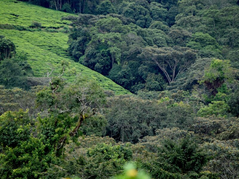 Top of the Falls Hike in Murchison Falls National Park