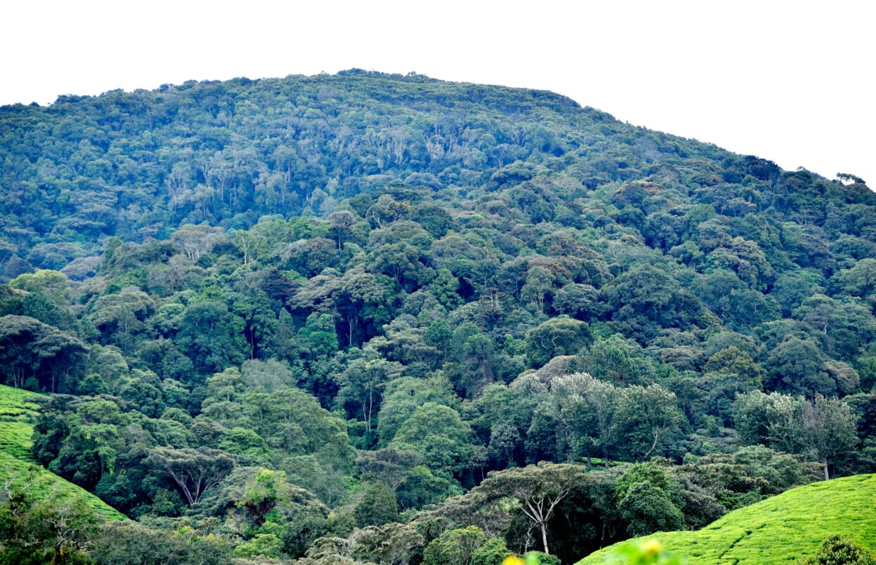 Mount Morungole IK Trek