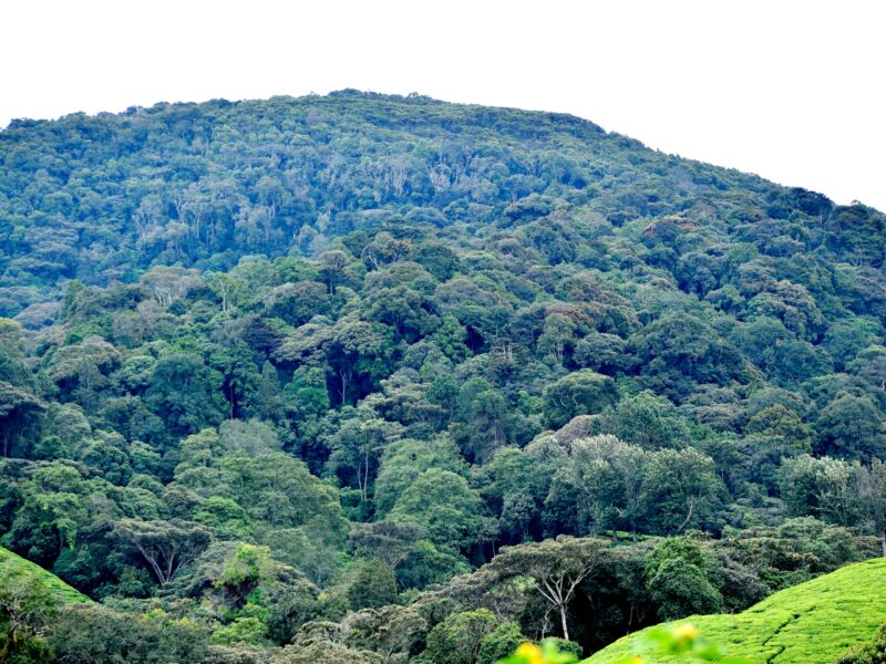 Mount Morungole IK Trek