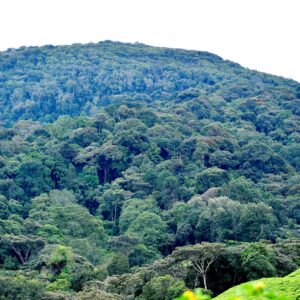 Mount Morungole IK Trek