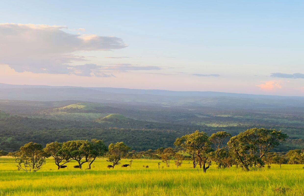 Buligi Cobra Density in Murchison Falls National Park