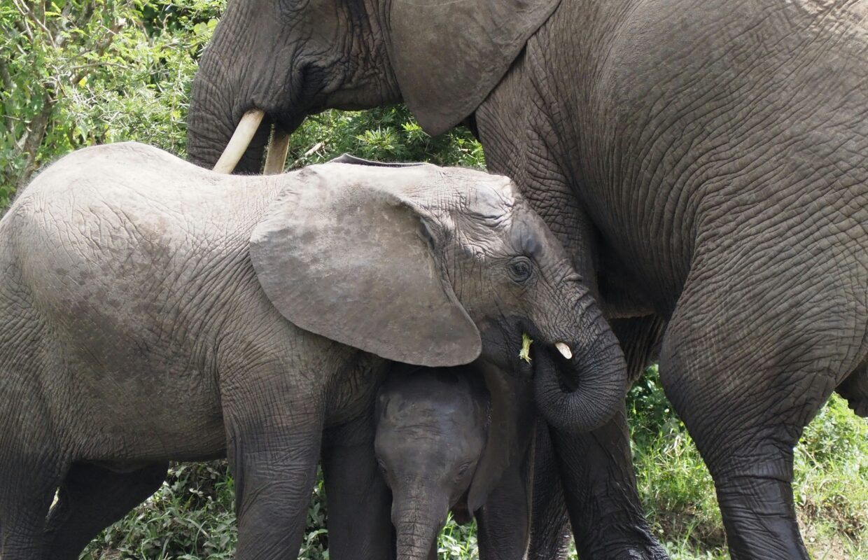 Forest Elephant Trackers in Bwindi